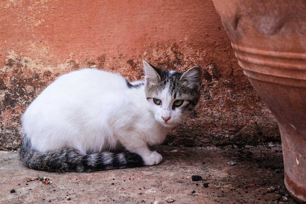 gatti di creta