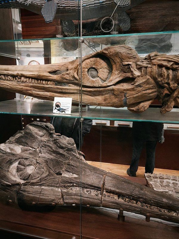 Museo di Lymes Regis